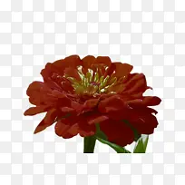 采购产品花 百日草 花瓣-空若网 采购产品花 百日草 花瓣-空若网