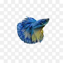 蓝色 电蓝色 尾巴-空若网 蓝色 电蓝色 尾巴-空若网