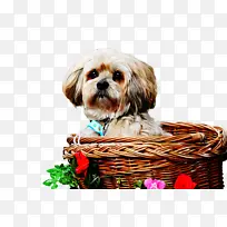 ��ݮ ��ȻʳƷ ˮ��-������