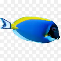 蓝色 鱼 鲳鱼科-空若网 蓝色 鱼 鲳鱼科-空若网