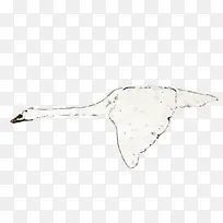 翅膀 鸟 喙-空若网 翅膀 鸟 喙-空若网