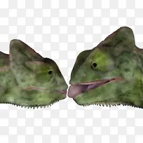 白色 花瓣 曼陀罗-空若网 白色 花瓣 曼陀罗-空若网