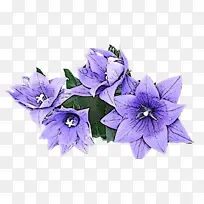 »¨ ÆøÇò»¨ Ö²Îï-¿ÕÈôÍø »¨ ÆøÇò»¨ Ö²Îï-¿ÕÈôÍø