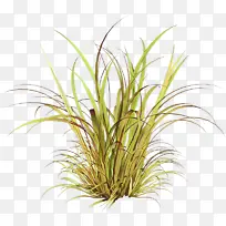 ²Ý Ö²Îï ½ÉúÖ²Îï-¿ÕÈôÍø ²Ý Ö²Îï ½ÉúÖ²Îï-¿ÕÈôÍø