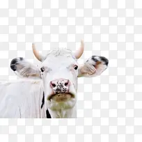 松鼠 欧亚红松鼠 鼻子-空若网 松鼠 欧亚红松鼠 鼻子-空若网