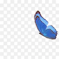 蓝色 叶子 羽毛-空若网 蓝色 叶子 羽毛-空若网