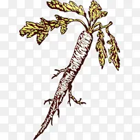 植物 叶子 树-空若网 植物 叶子 树-空若网