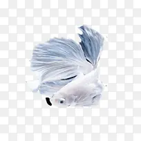 白色 羽毛 尾巴-空若网 白色 羽毛 尾巴-空若网
