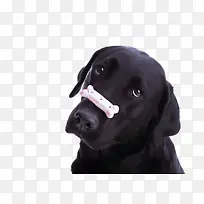 狗 拉布拉多猎犬 鼻子-空若网 狗 拉布拉多猎犬 鼻子-空若网