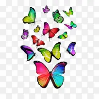 蝴蝶 昆虫 飞蛾和蝴蝶-空若网 蝴蝶 昆虫 飞蛾和蝴蝶-空若网