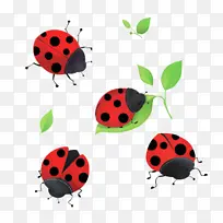 瓢虫 昆虫 甲虫-空若网 瓢虫 昆虫 甲虫-空若网