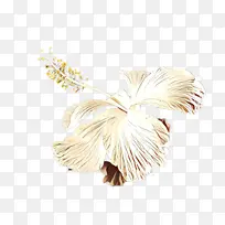 白色 羽毛 植物-空若网 白色 羽毛 植物-空若网