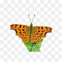 白色 花瓣 花-空若网 白色 花瓣 花-空若网