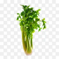 �ɹ���ƷҶ�߲� �߲� ֲ��-������