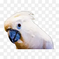 野生动物 狮子 鼻子-空若网 野生动物 狮子 鼻子-空若网