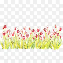 粉色 郁金香 植物-空若网 粉色 郁金香 植物-空若网