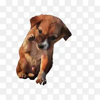 小狗 狗 鼻子-空若网 小狗 狗 鼻子-空若网