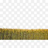 ũ�� �� ֲ��-������