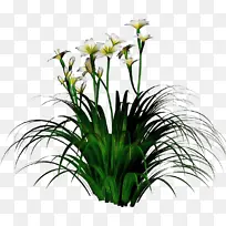 花卉 植物 草-空若网 花卉 植物 草-空若网