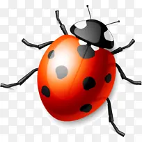 昆虫 瓢虫 甲虫-空若网 昆虫 瓢虫 甲虫-空若网