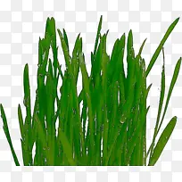 草 植物 绿色-空若网 草 植物 绿色-空若网