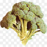 ������ Ҷ�� �߲�-������