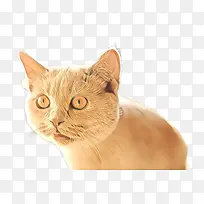 橙色 黄色 植物-空若网 橙色 黄色 植物-空若网