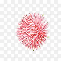 ֲ�� �� ˮ��-������