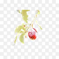 ֲ�� ʳ��-������