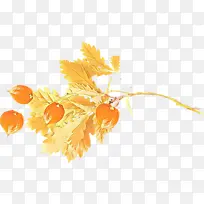 叶子 橙色 黄色-空若网 叶子 橙色 黄色-空若网
