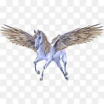 翅膀 羽毛 鸟-空若网 翅膀 羽毛 鸟-空若网