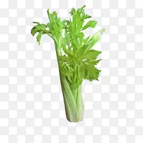 �ɹ���Ʒ�۲� ֲ�� �߲�-������