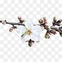 花 植物 花瓣-空若网 花 植物 花瓣-空若网