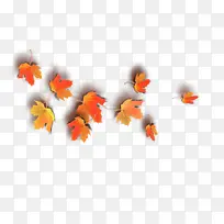 橙色 叶子 金鱼-空若网 橙色 叶子 金鱼-空若网