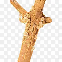 树枝 树 木头-空若网 树枝 树 木头-空若网