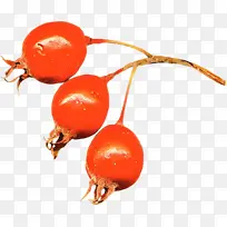 玫瑰果 植物 水果-空若网 玫瑰果 植物 水果-空若网