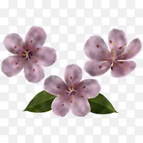 花 丁香 粉色-空若网 花 丁香 粉色-空若网