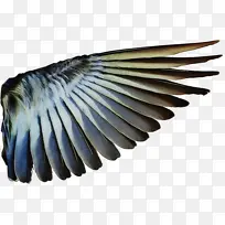 羽毛 翅膀 鸟-空若网 羽毛 翅膀 鸟-空若网