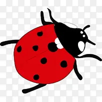 昆虫 瓢虫 甲虫-空若网 昆虫 瓢虫 甲虫-空若网