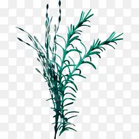 植物 叶 草-空若网 植物 叶 草-空若网