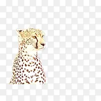 猎豹 野生动物 头-空若网 猎豹 野生动物 头-空若网