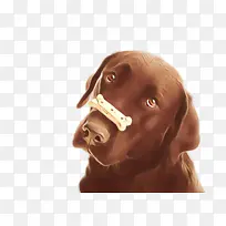 狗 维兹拉 鼻子-空若网 狗 维兹拉 鼻子-空若网