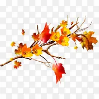 叶子 树枝 树-空若网 叶子 树枝 树-空若网