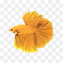 黄色 橙色-空若网 黄色 橙色-空若网