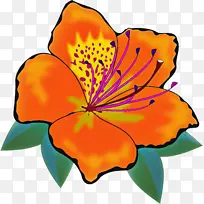 花瓣 橙色 花-空若网 花瓣 橙色 花-空若网