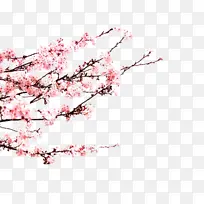 »¨ Ó£»¨ Ê÷Ö¦-¿ÕÈôÍø »¨ Ó£»¨ Ê÷Ö¦-¿ÕÈôÍø