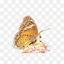 昆虫 蝴蝶 蛾子和蝴蝶-空若网 昆虫 蝴蝶 蛾子和蝴蝶-空若网