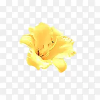 红色 橙色 花瓣-空若网 红色 橙色 花瓣-空若网