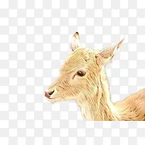 红色 橙色 心形-空若网 红色 橙色 心形-空若网