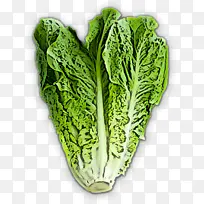 叶菜 卷心菜 蔬菜-空若网 叶菜 卷心菜 蔬菜-空若网